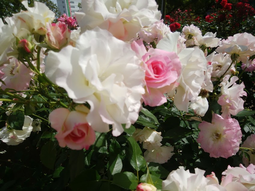 福山市　　バラ公園　白いバラ
