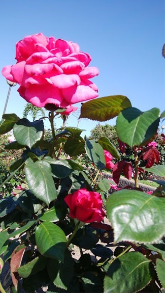 福山市のバラ公園　　赤いバラ