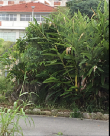 沖縄　　大学構内の木