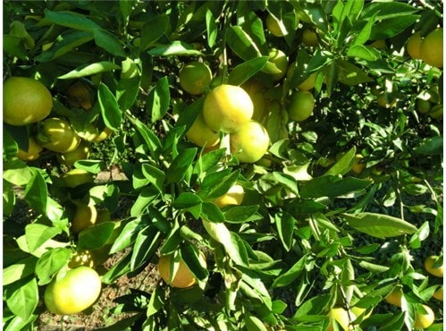 みかんの木　　柑橘類